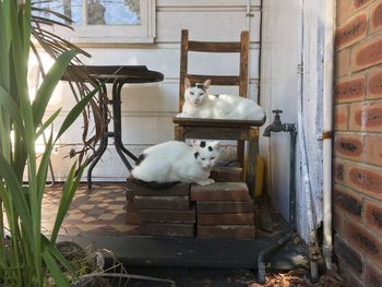 White cat sitting on floor