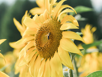 Close-up of sunflower