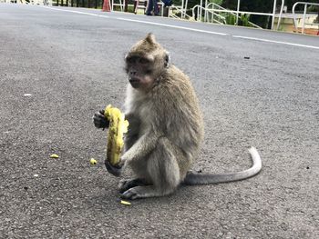 Monkey sitting on road near the sacred lake of grand bassin 