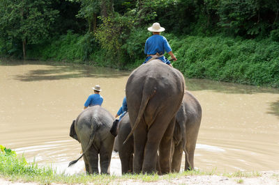 Rear view of man riding elephant on land