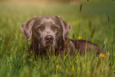 Close-up portrait of dog on grass