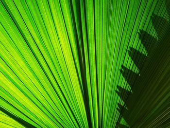 Full frame shot of palm leaves