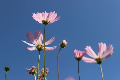 Close-up of pink cosmos flowers against sky