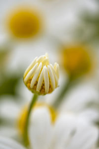 Close-up of flower