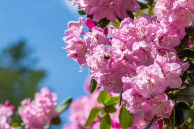 Close-up of pink cherry blossoms in spring