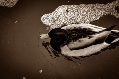 Close-up of crab swimming in water