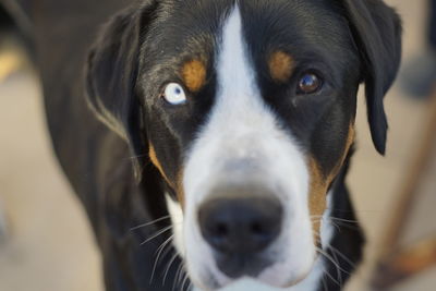 Close-up portrait of black dog