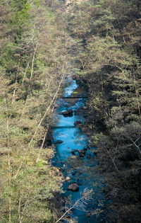 High angle view of water flowing in forest