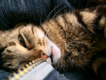 Close-up of a cat resting