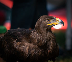 Close-up of eagle