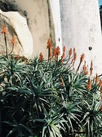Close-up of plants growing against wall