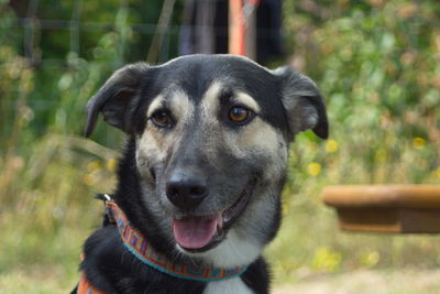 Close-up portrait of dog