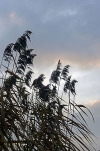 Low angle view of silhouette palm tree against sky