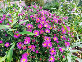 Close-up of flowers blooming in park