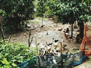 High angle view of sheep