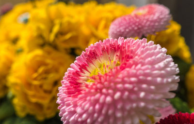 Close-up of pink flower