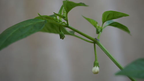 Close-up of plant