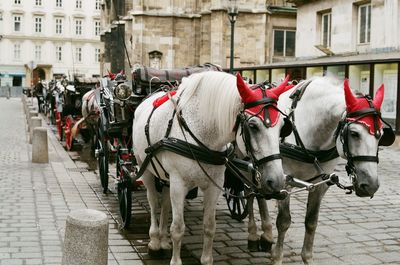 Horse cart on street