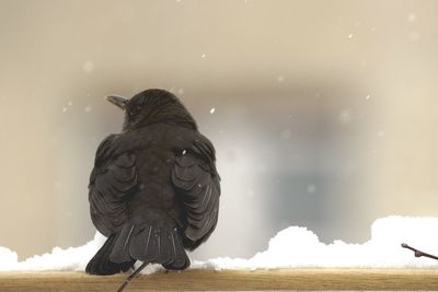 Close-up of bird perching on snow covered railing
