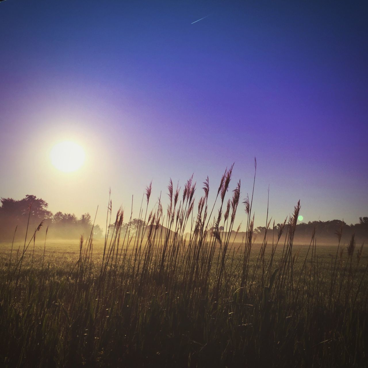 clear sky, field, sun, beauty in nature, tranquil scene, growth, tranquility, nature, plant, sunset, scenics, grass, landscape, sky, copy space, sunlight, rural scene, blue, idyllic, outdoors