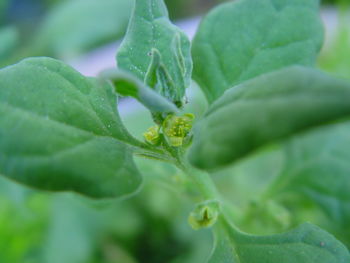 Close-up of wet leaves