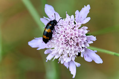 Close-up of beatle pollinating on purple flower