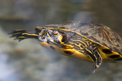 Close-up of turtle in sea