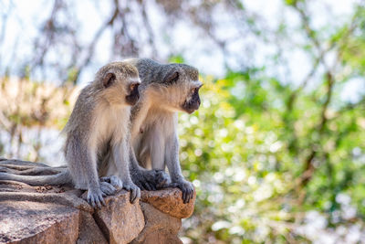 Low angle view of two sitting on tree