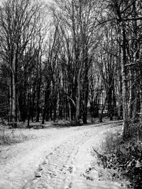 Bare trees in forest