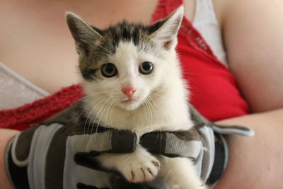 Close-up portrait of cat with kitten at home