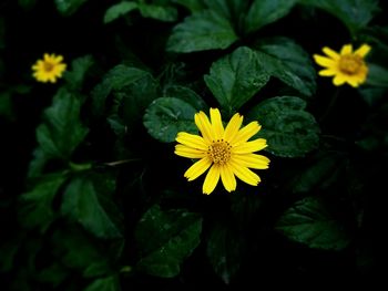 Macro shot of yellow flower