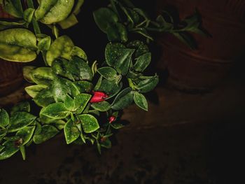 High angle view of red flowering plant