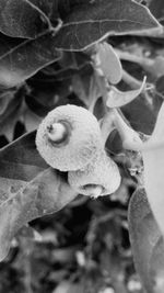 Close-up of insect on leaf