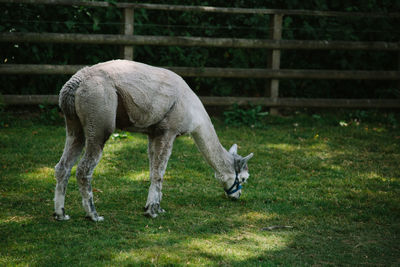 Horse grazing in a field