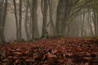 Carpet of red leaves in the autumn forest with fog