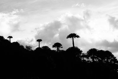 Low angle view of silhouette palm trees against sky