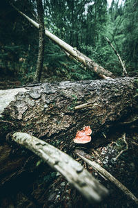 Close-up of mushroom growing on tree trunk