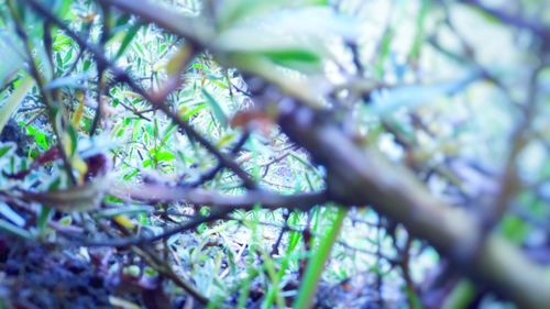 Low angle view of tree in forest