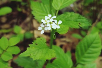 Close-up of white flowering plant