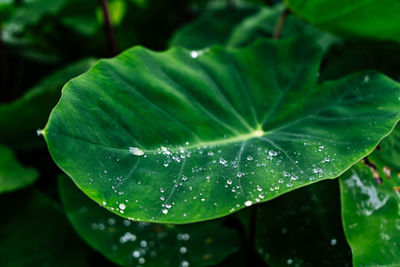 Close-up of raindrops on leaves