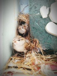 Close-up of bird in nest