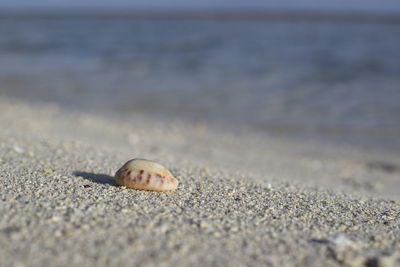 Close-up of shell on sand