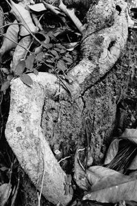 High angle view of dry leaves on field