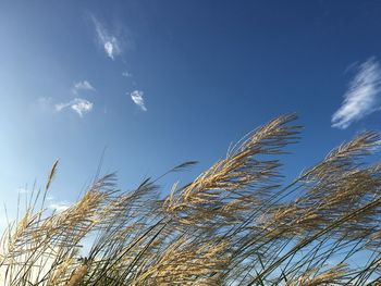 Low angle view of plants against blue sky