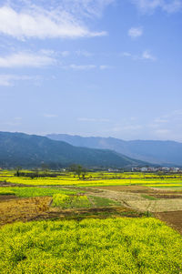 Scenic view of field against sky