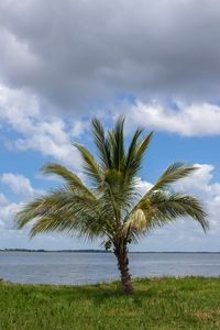 Palm tree by sea against sky