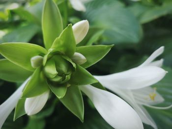 Close-up of white flowering plant