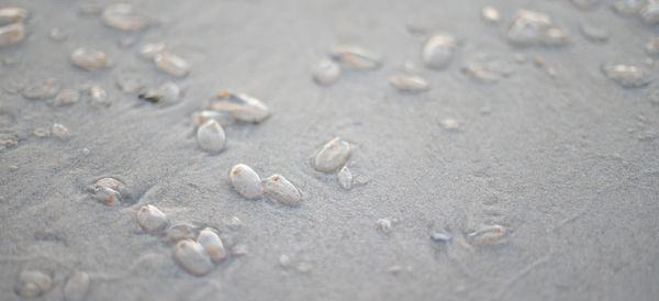 Many salp on the beach, abundant natural from the sea. hua-hin thailand.