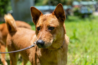 Portrait of dog on field