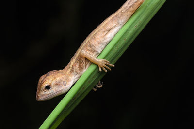 Close-up of lizard on leaf